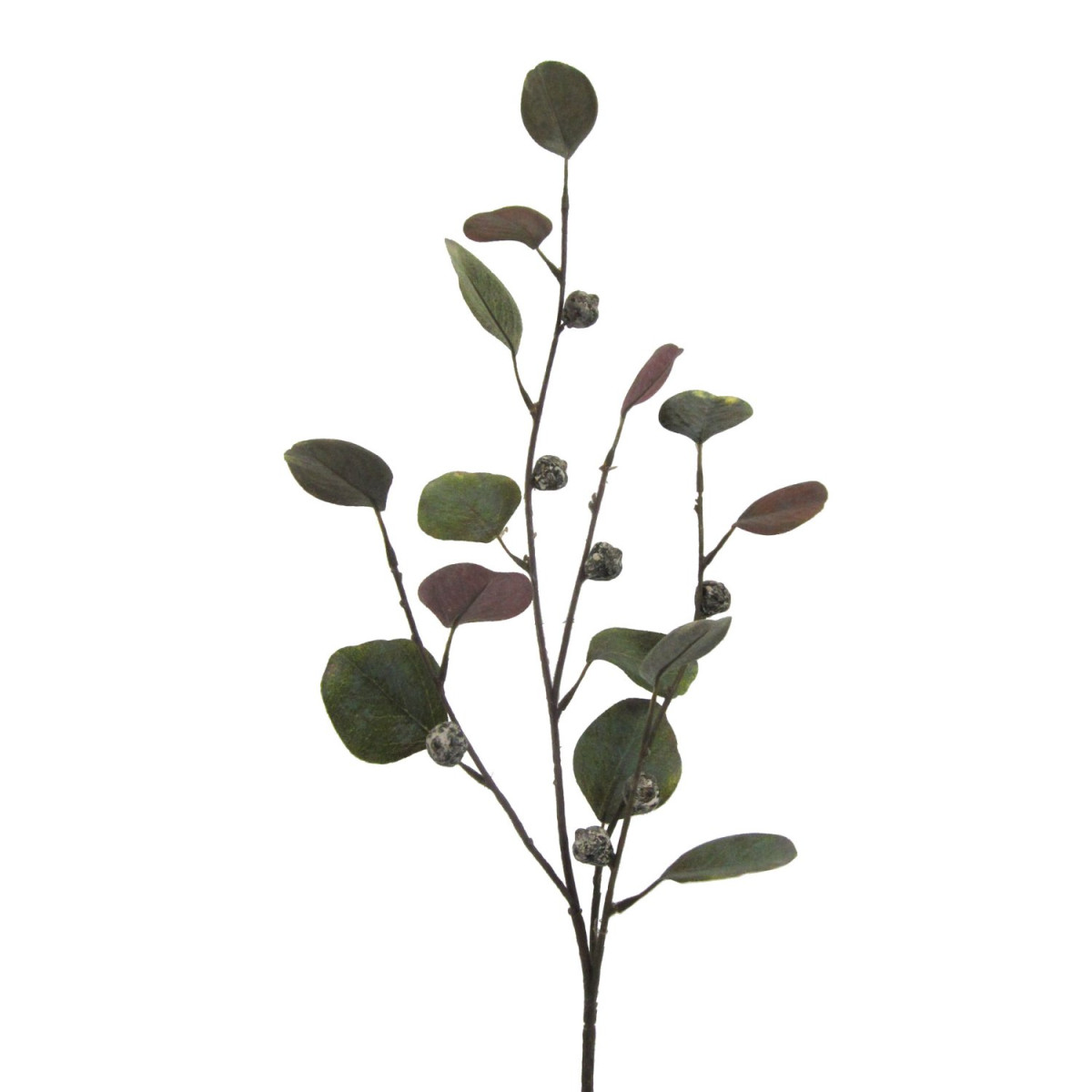Eukalyptuszweig