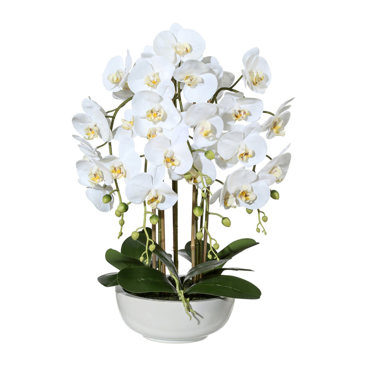 Phalaenopsis 66cm