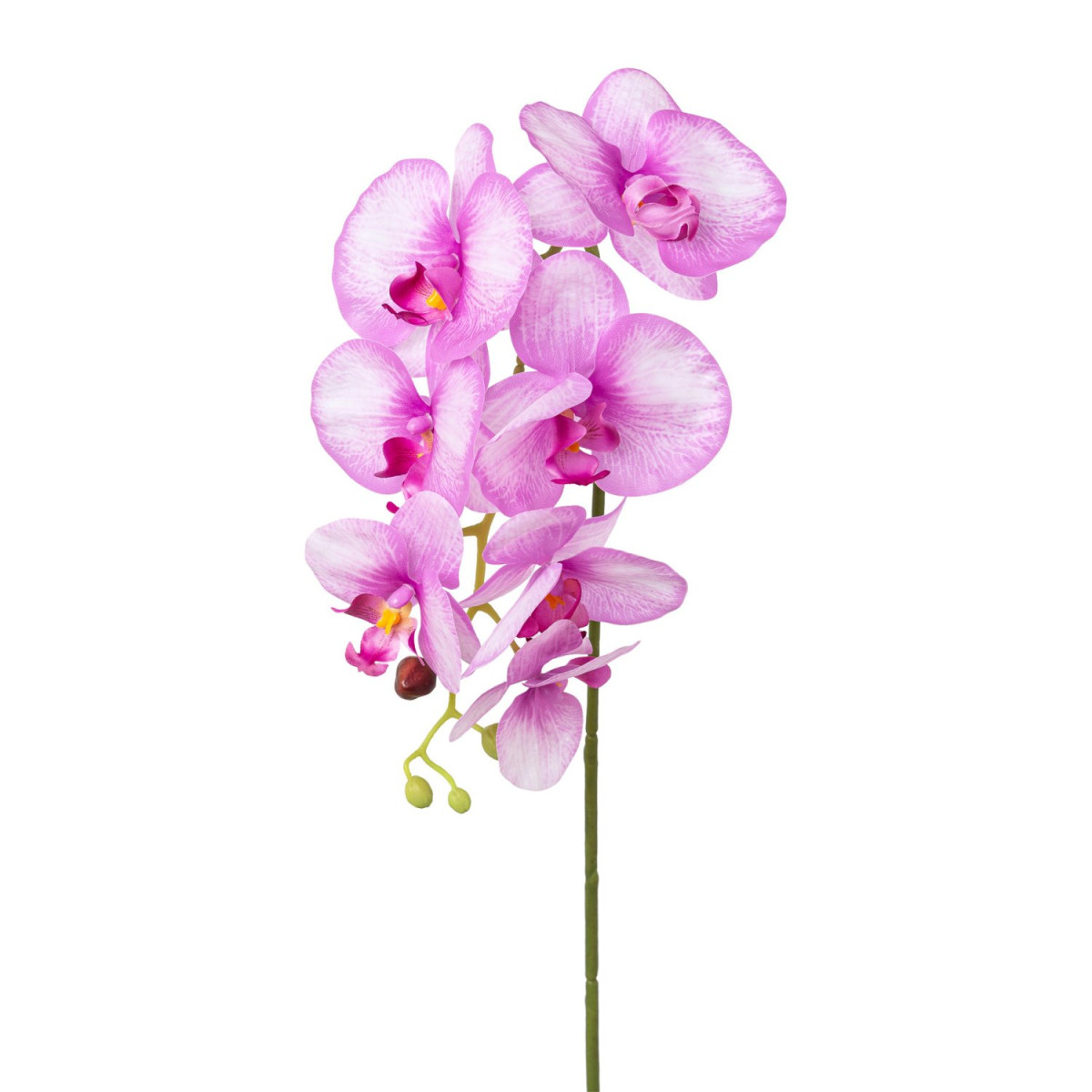 Phalaenopsis