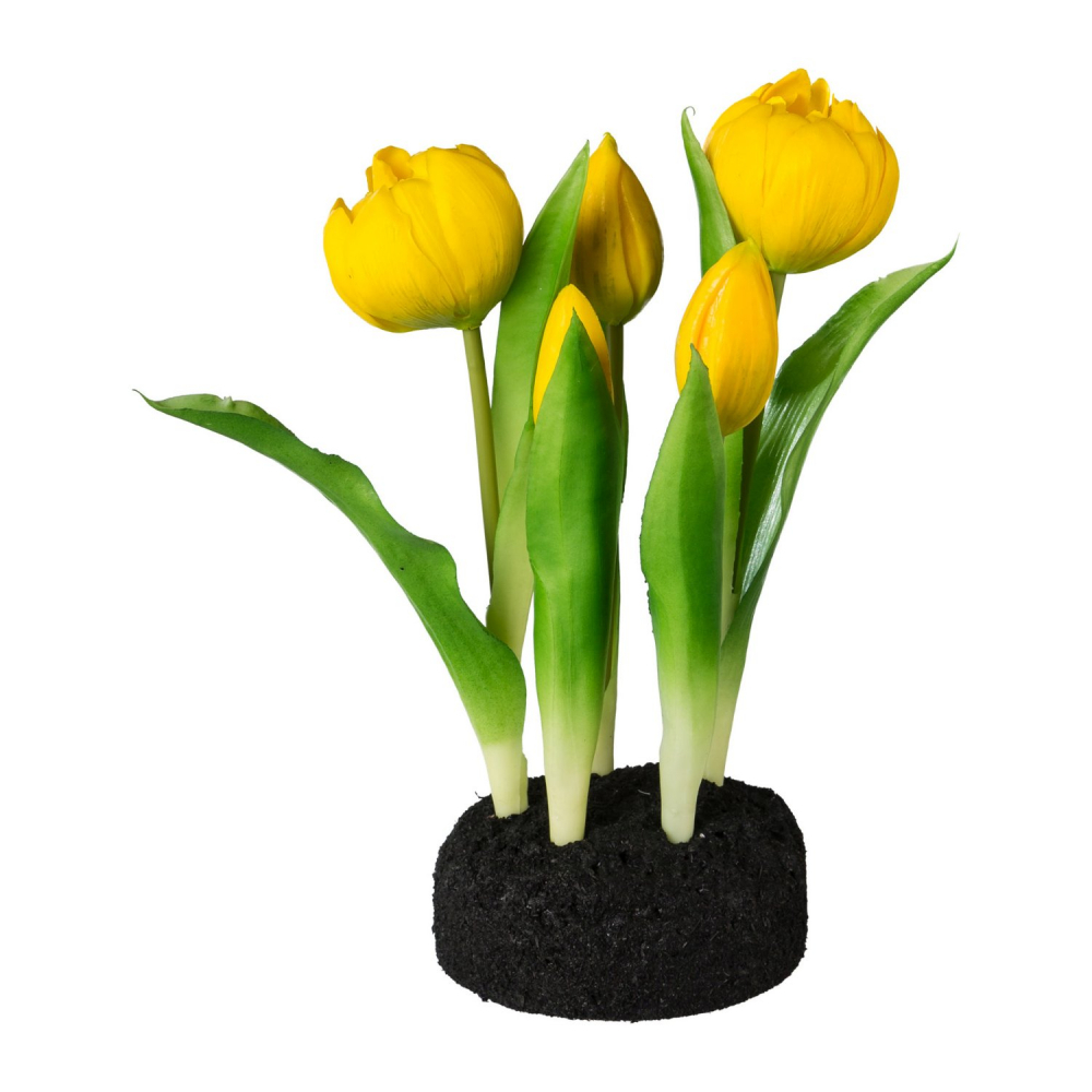Gefüllte Tulpe im Erdballen